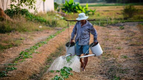 Agricultor