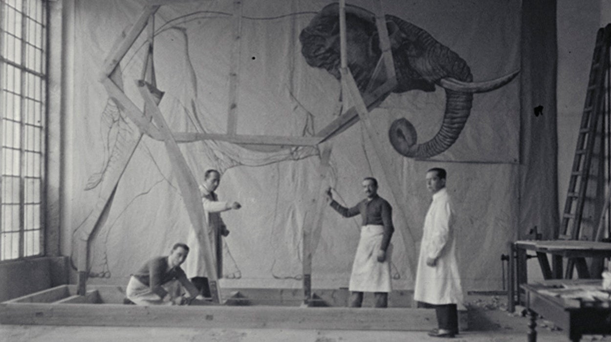 La Cultureta 5x15: La magia (taxidermista) que resucitó al elefante del museo La Cultureta 5x15: La magia (taxidermista) que resucitó al elefante del museo