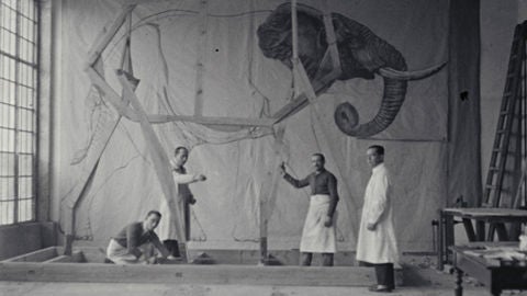 Elefante del Museo de Ciencias Naturales