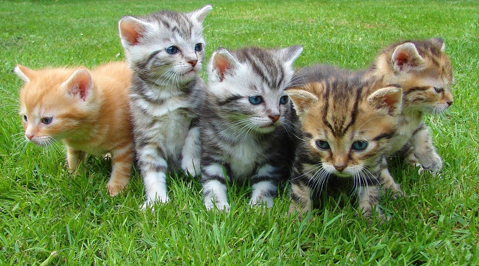 Rescatan a cinco cachorros de gato encerrados en una maleta que lanzaron a un solar Rescatan a cinco cachorros de gato encerrados en una maleta que lanzaron a un solar