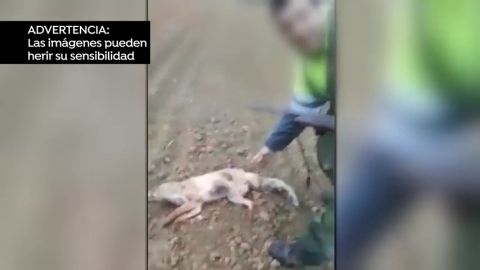 REEMPLAZO Detenido el autor de una salvaje agresi&oacute;n a un zorro: lo pate&oacute; y lanz&oacute; por los aires hasta su muerte