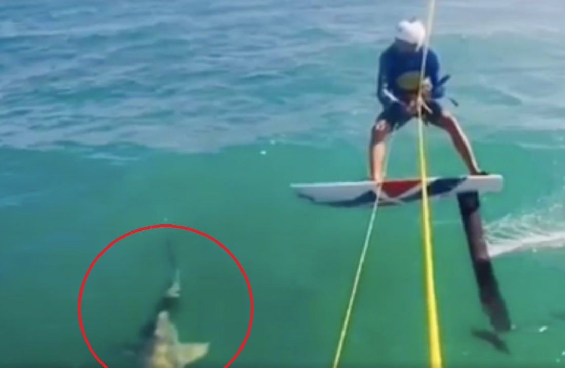 Un surfista choca contra un tiburón mientras practicaba kite-surf en República Dominicana Un surfista choca contra un tiburón mientras practicaba kite-surf en República Dominicana