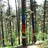 Bosque de Oma Bosque de Oma