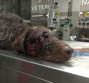 El perro herido tras recibir un disparo en la cara El perro herido tras recibir un disparo en la cara