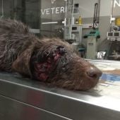El perro herido tras recibir un disparo en la cara