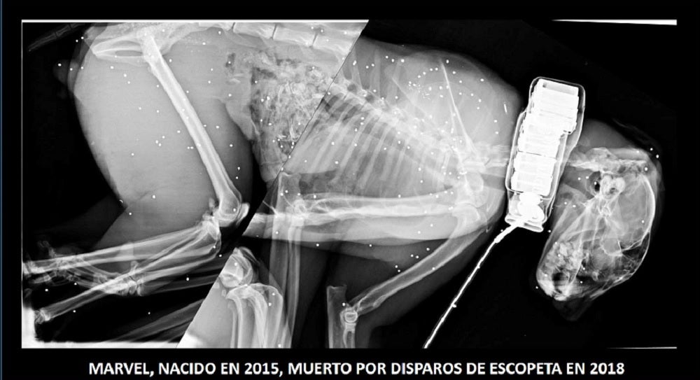 Muere un lince ibérico de tres años tras recibir un disparo "a bocajarro" en Córdoba Muere un lince ibérico de tres años tras recibir un disparo "a bocajarro" en Córdoba