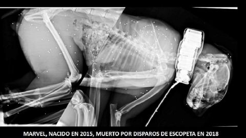 Imagen del lince ib&eacute;rico muerto por disparos de escopeta