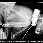 Imagen del lince ibérico muerto por disparos de escopeta