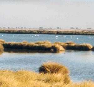 Doñana Doñana