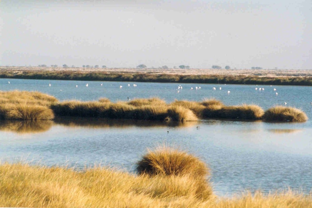 ¿Cómo engañaron dos científicos a Franco para conservar Doñana? ¿Cómo engañaron dos científicos a Franco para conservar Doñana?