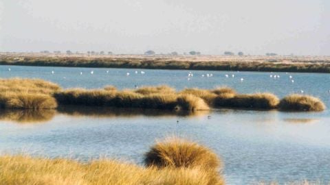 Do&ntilde;ana