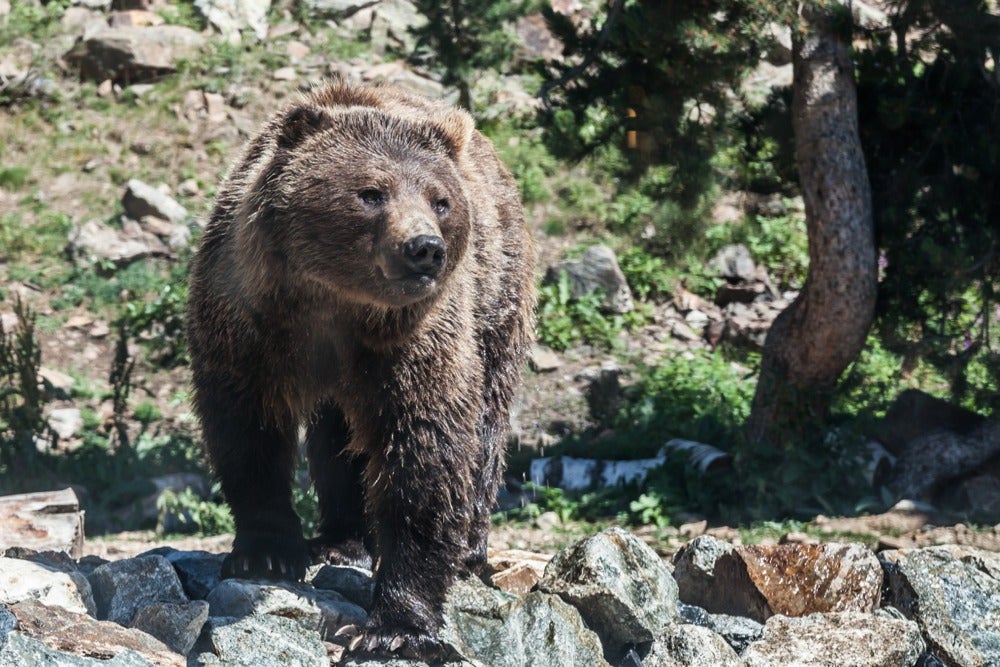 Un niño de tres años que se perdió en el bosque durante dos días asegura que un oso le ayudó Un niño de tres años que se perdió en el bosque durante dos días asegura que un oso le ayudó