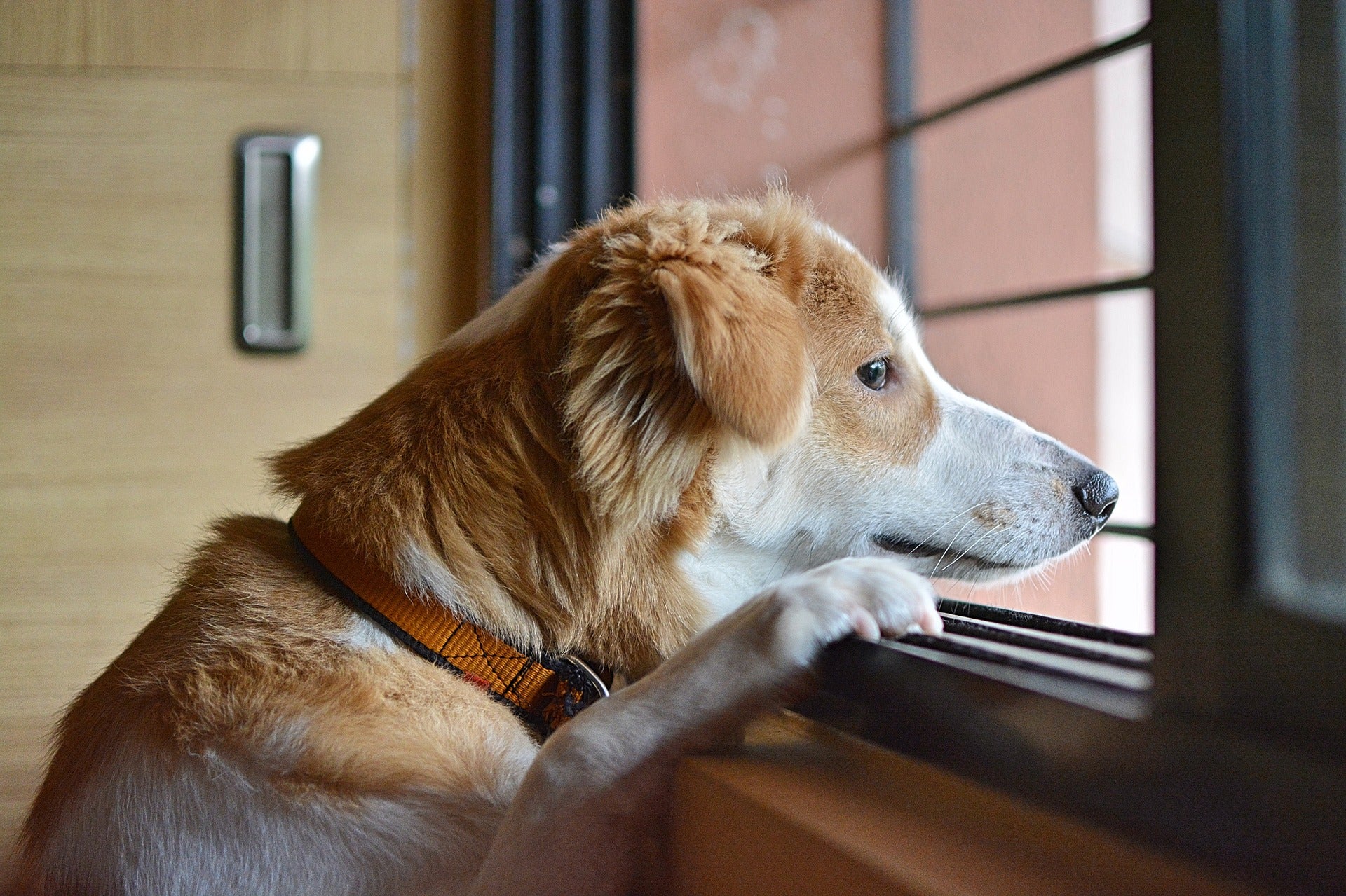 ¿Cómo acostumbrar a nuestro perro a quedarse de nuevo solo tras el confinamiento? ¿Cómo acostumbrar a nuestro perro a quedarse de nuevo solo tras el confinamiento?