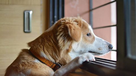Un perro mira por la ventana