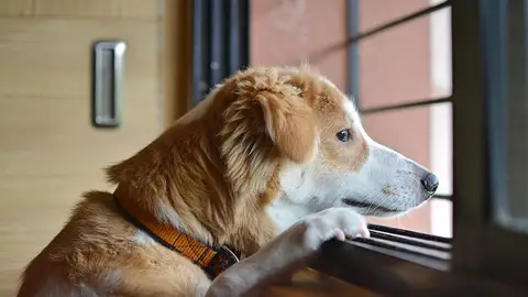 Un perro mira por la ventana Un perro mira por la ventana