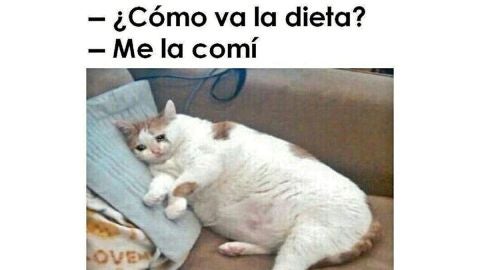 Meme de un gato sobre la dieta