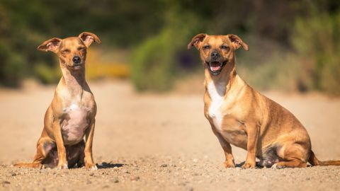 El Congreso aprueba la reforma penal de maltrato animal sin cambios del Senado al perder el Gobierno la votación