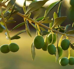 Las bajas temperaturas pueden afectar a la aceituna Las bajas temperaturas pueden afectar a la aceituna