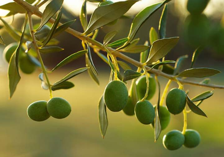 La aceituna llega a Whatsapp: estos son los nuevos 'emojis' de 2020 La aceituna llega a Whatsapp: estos son los nuevos 'emojis' de 2020