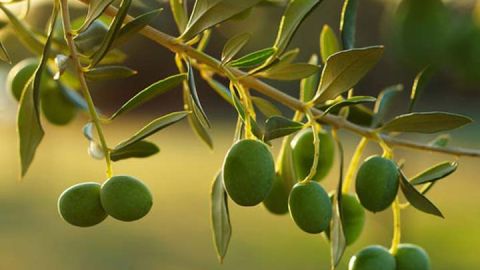 Las bajas temperaturas pueden afectar a la aceituna