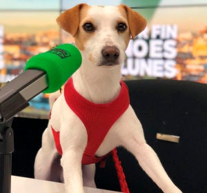 Pipper, el perro turista Pipper, el perro turista