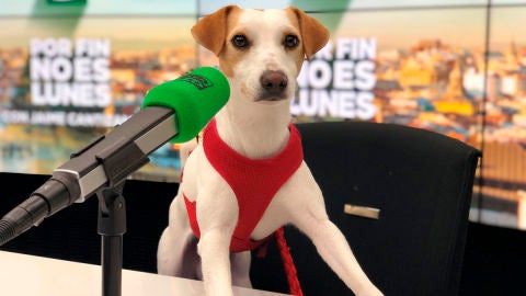 Pipper, el perro turista