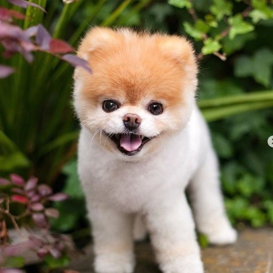 Muere Boo, el perro "más adorable del mundo" Muere Boo, el perro "más adorable del mundo"