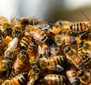 Colmena de abejas (Archivo) Colmena de abejas (Archivo)