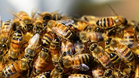 Colmena de abejas (Archivo)