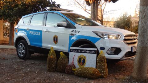 Detenidas cinco personas con cien kilos de caracoles de distintas especies en Borriana.