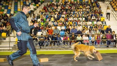 El perro ser&aacute; el gran protagonista en FERCATUR 2.019
