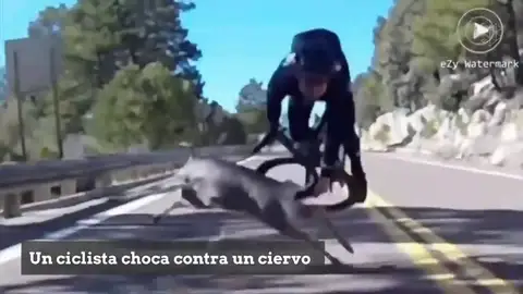 Brutal caída de un ciclista en pleno descenso al chocar contra un ciervo Brutal caída de un ciclista en pleno descenso al chocar contra un ciervo