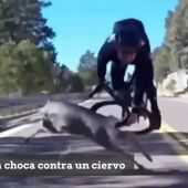 Brutal caída de un ciclista en pleno descenso al chocar contra un ciervo