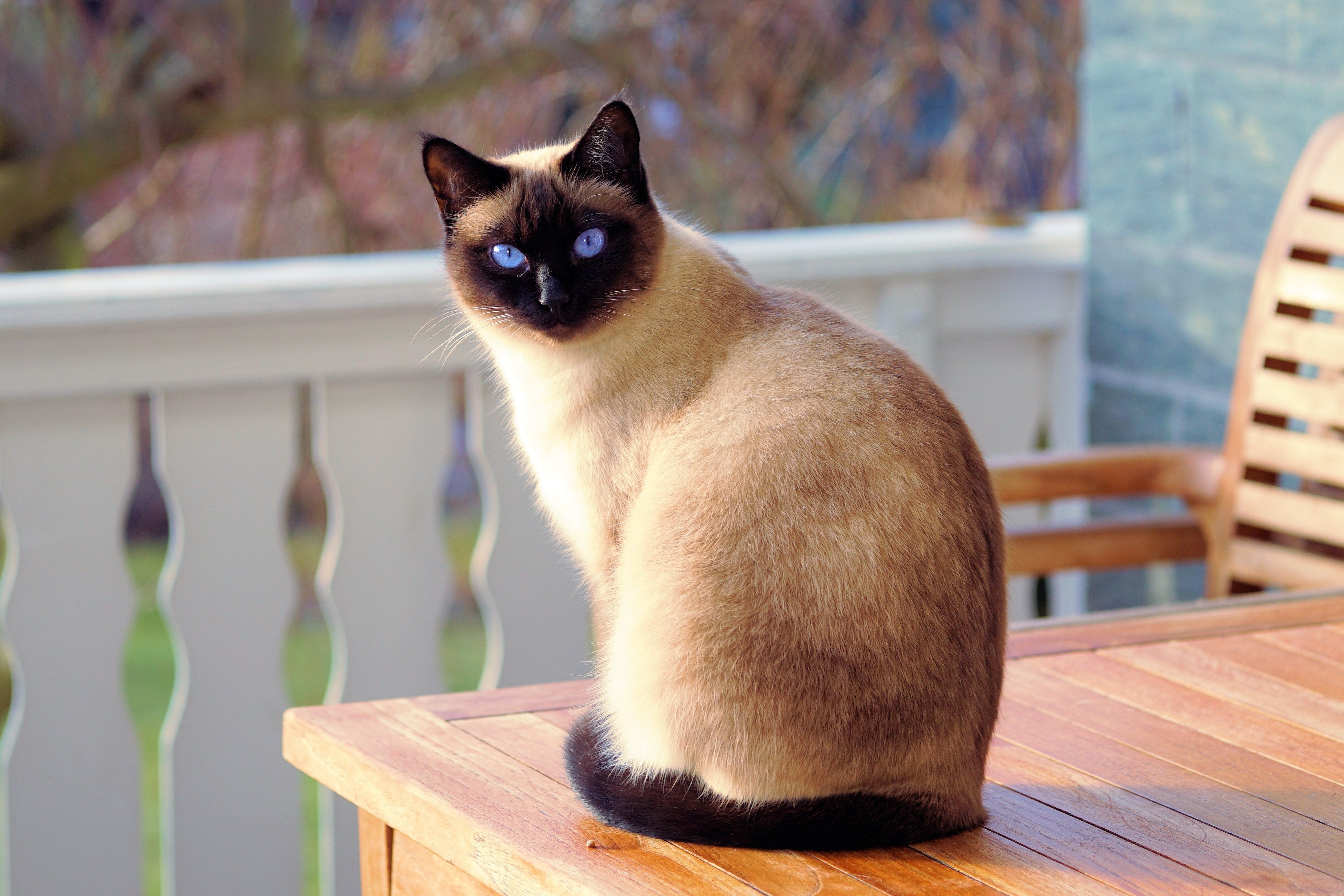 Mudanzas: el stress en los gatos Mudanzas: el stress en los gatos
