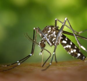 Imagen del Mosquito Tigre (Archivo). Imagen del Mosquito Tigre (Archivo).
