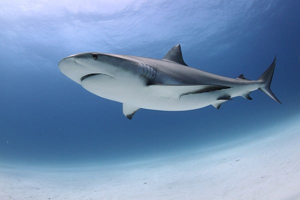 Las costas españolas con más presencia de tiburones Las costas españolas con más presencia de tiburones