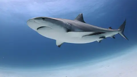 Asi evolucionaron los tiburones gigantes Asi evolucionaron los tiburones gigantes