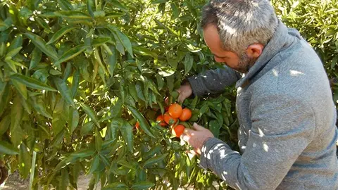 Carles Peris, secretario general de la Unió de Llauradors. Carles Peris, secretario general de la Unió de Llauradors.