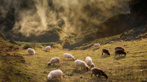 Ganado en Gran canaria