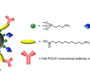 Nuevas nanomedicinas para tratar mejor el cancer de prostata Nuevas nanomedicinas para tratar mejor el cancer de prostata