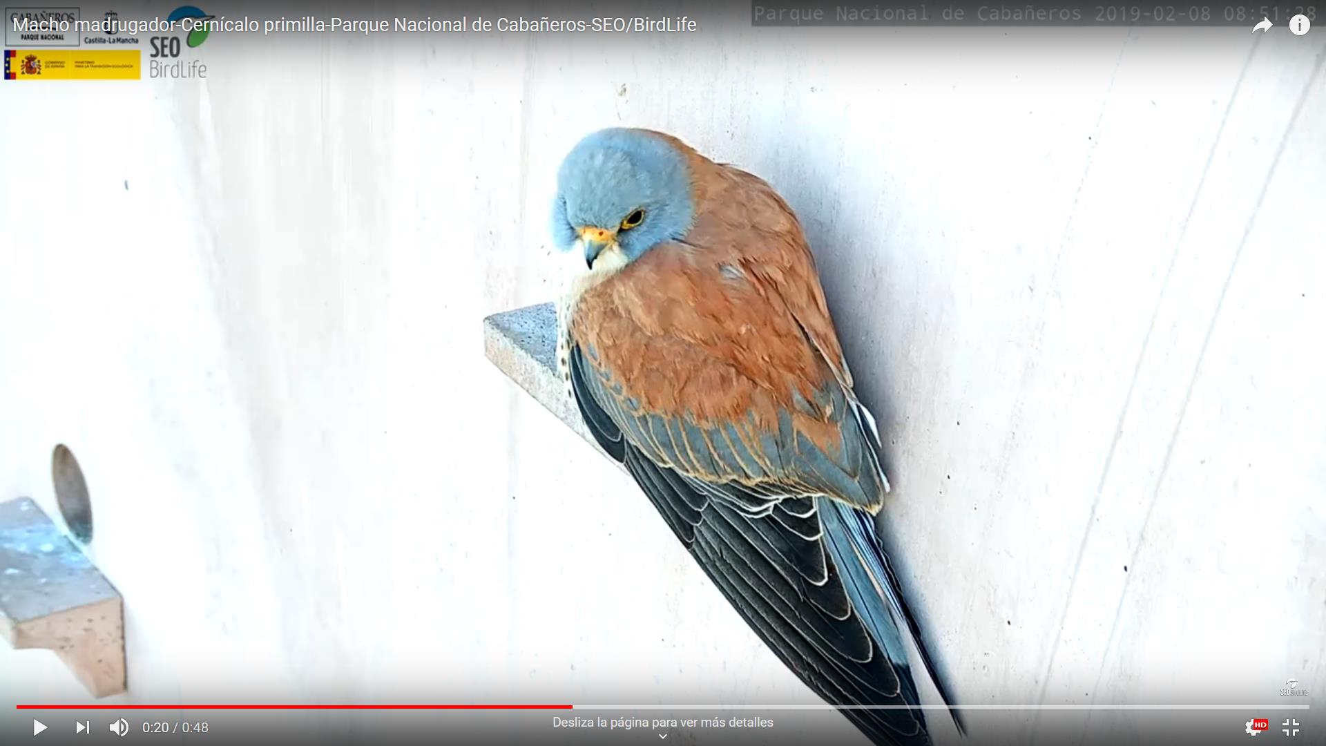 Dos webcams permiten ver la vida de cernícalos primillas y lechuzas en Cabañeros Dos webcams permiten ver la vida de cernícalos primillas y lechuzas en Cabañeros