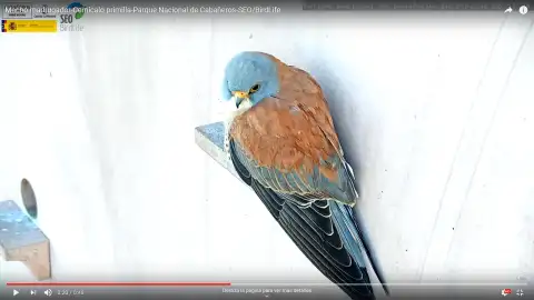 Imagen del cernícalo primilla que se puede seguir en la webcam Imagen del cernícalo primilla que se puede seguir en la webcam