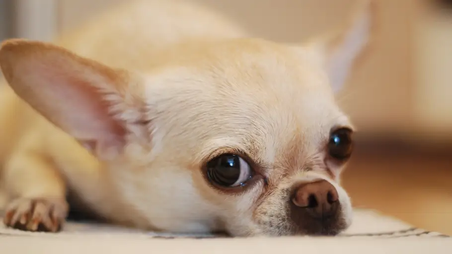 Perro chihuahua Perro chihuahua