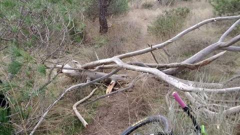 Ramas atravesadas en una pista que recorren ciclistas.