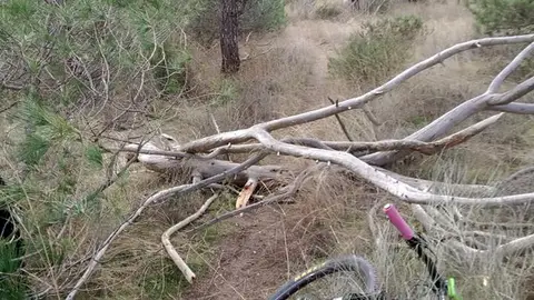 Ramas atravesadas en una pista que recorren ciclistas. Ramas atravesadas en una pista que recorren ciclistas.