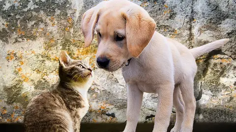 Perro y gato Perro y gato