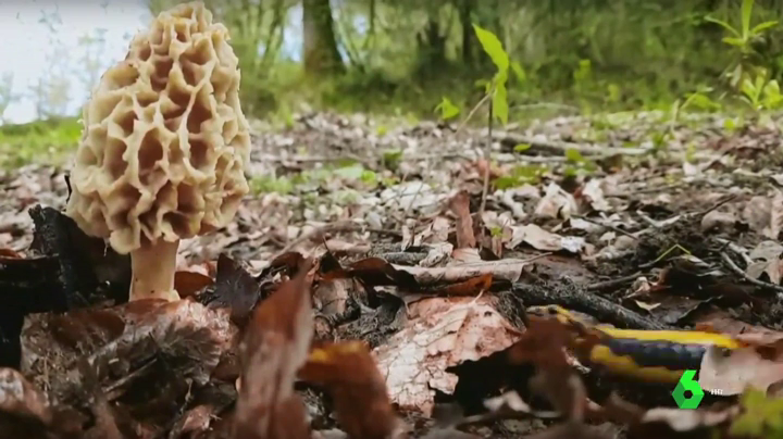 La necropsia confirma que la fallecida tras comer en el Riff se ahogó en su vómito La necropsia confirma que la fallecida tras comer en el Riff se ahogó en su vómito