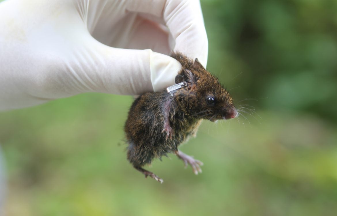 Un ratón se cuela en un autobús de Brasil y la reacción de la gente se vuelve viral Un ratón se cuela en un autobús de Brasil y la reacción de la gente se vuelve viral