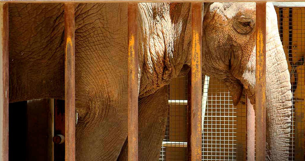 Muere la elefanta Flavia tras vivir más de 40 años en el zoo de Córdoba Muere la elefanta Flavia tras vivir más de 40 años en el zoo de Córdoba