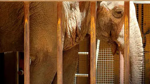 La elefanta Flavia La elefanta Flavia